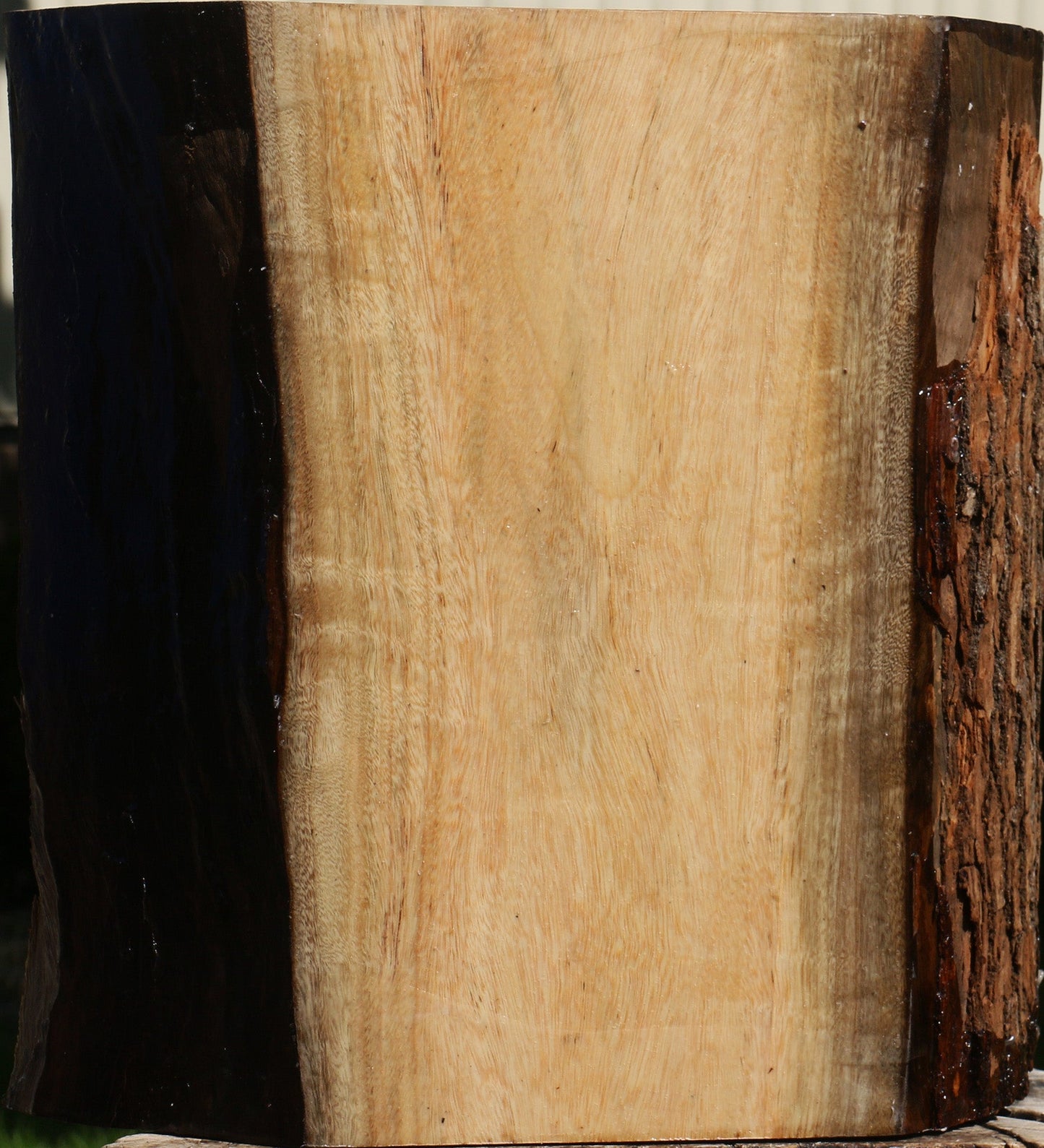 Camphor Live Edge Bowl Blank