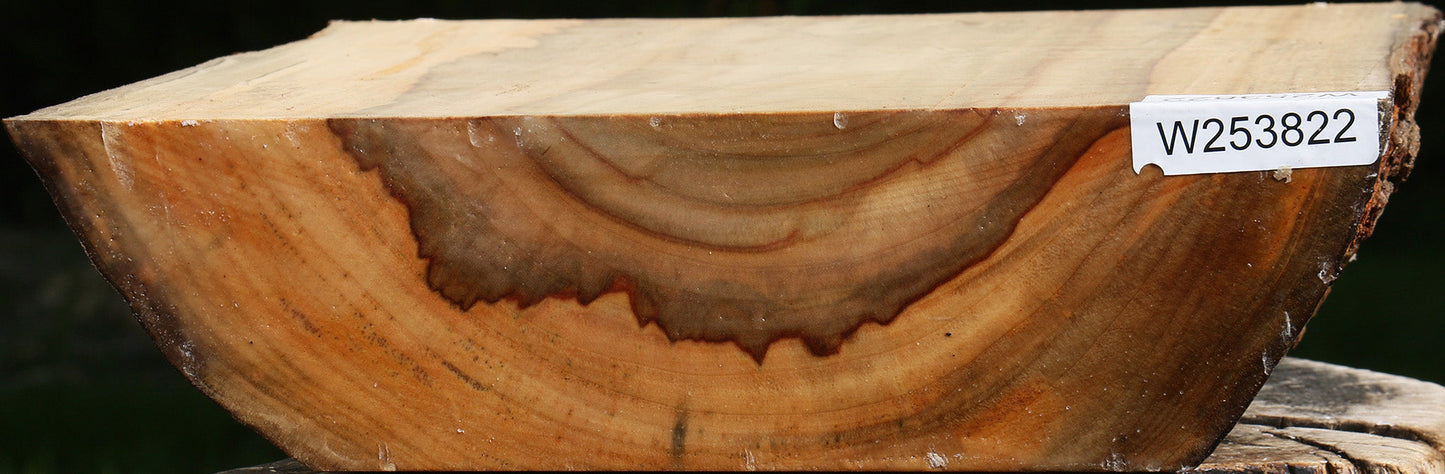 Camphor Live Edge Bowl Blank