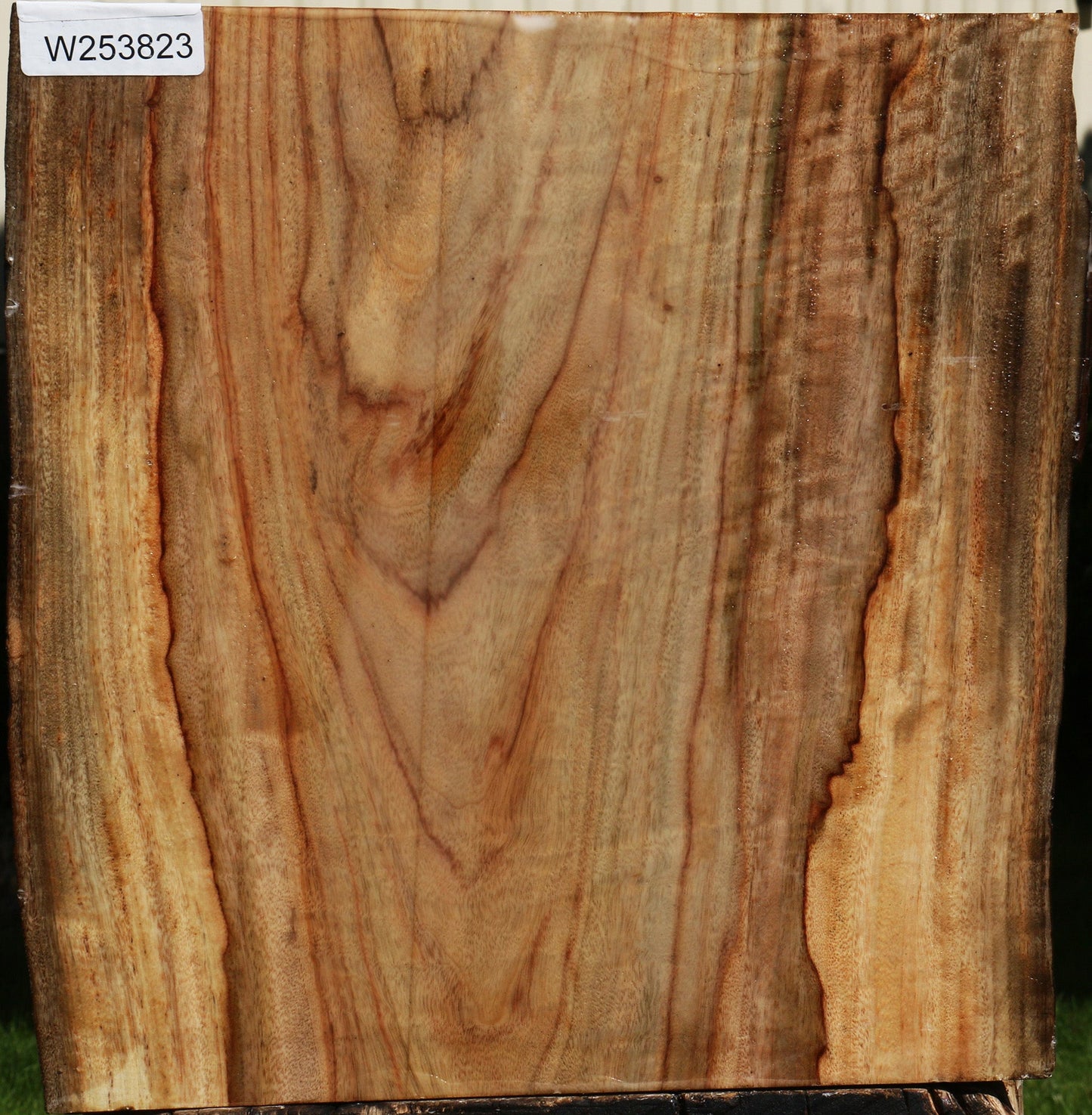 Camphor Live Edge Bowl Blank