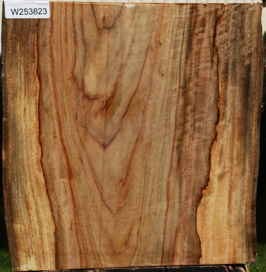 Camphor Live Edge Bowl Blank