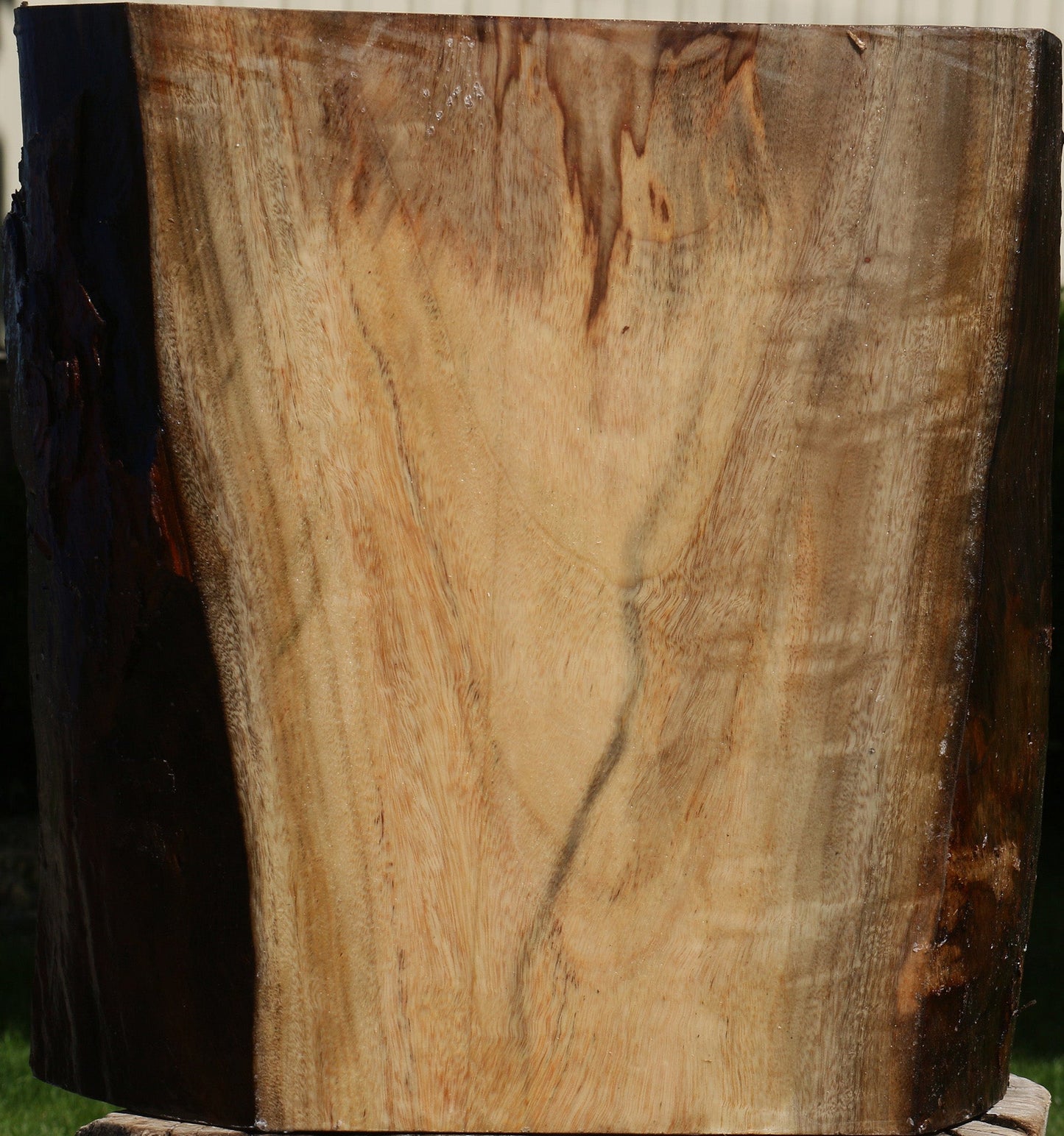 Camphor Live Edge Bowl Blank