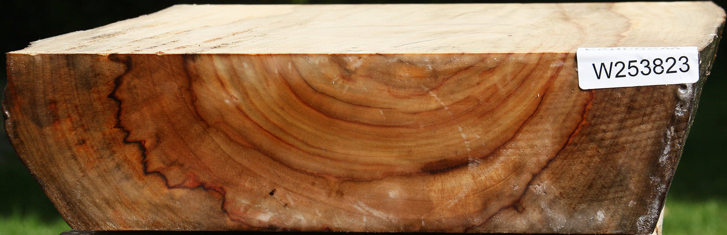 Camphor Live Edge Bowl Blank