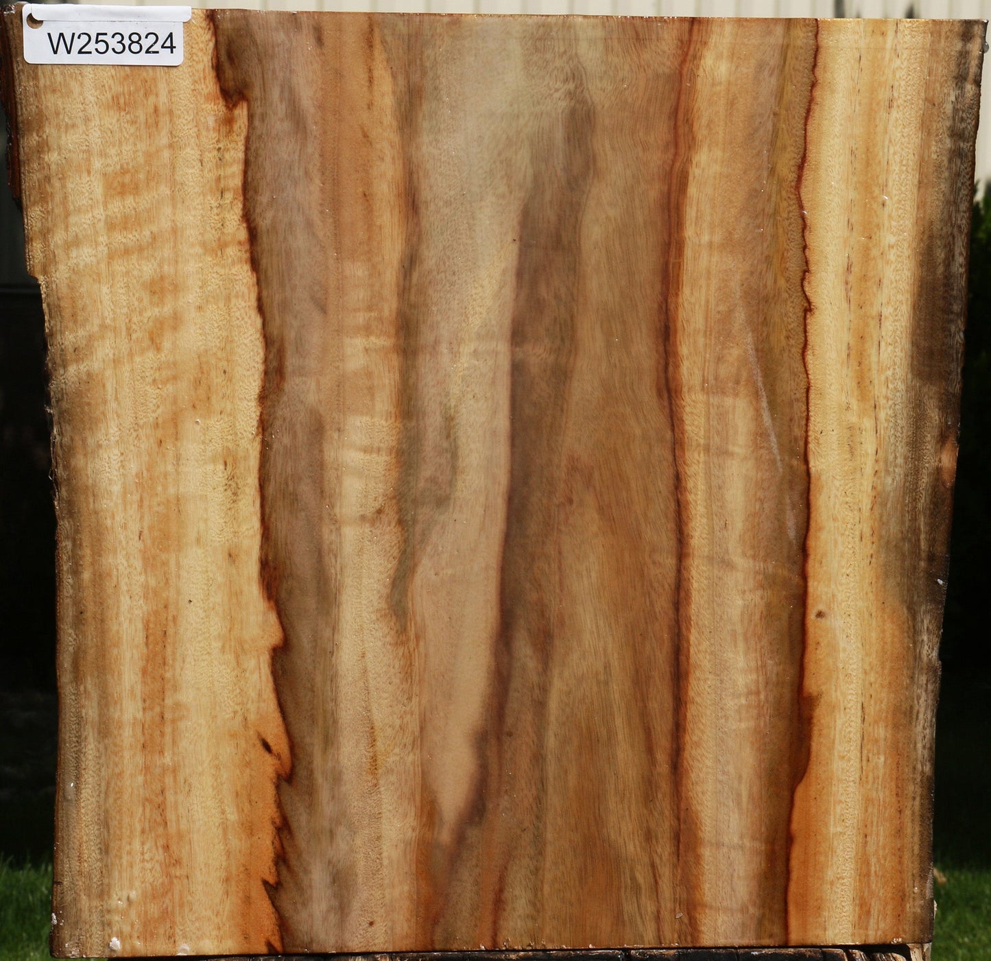 Camphor Live Edge Bowl Blank