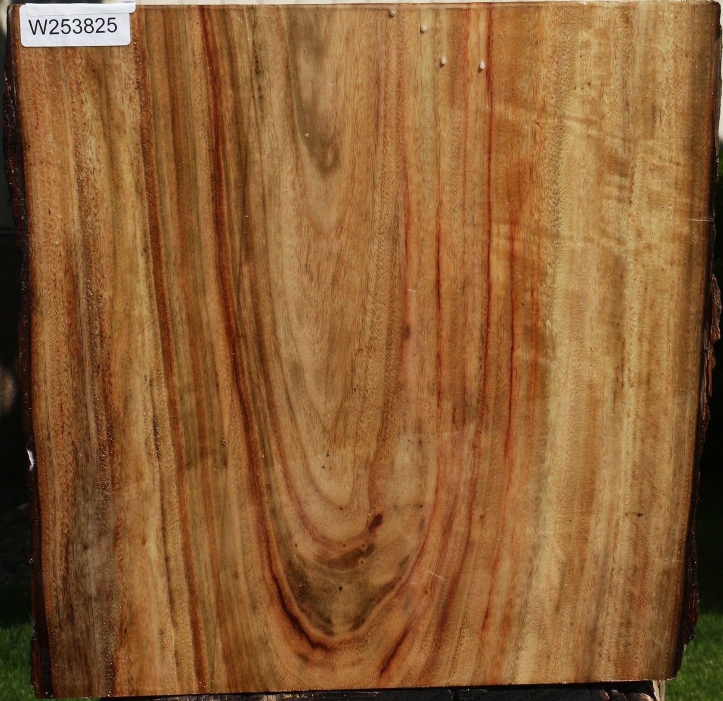 Camphor Live Edge Bowl Blank