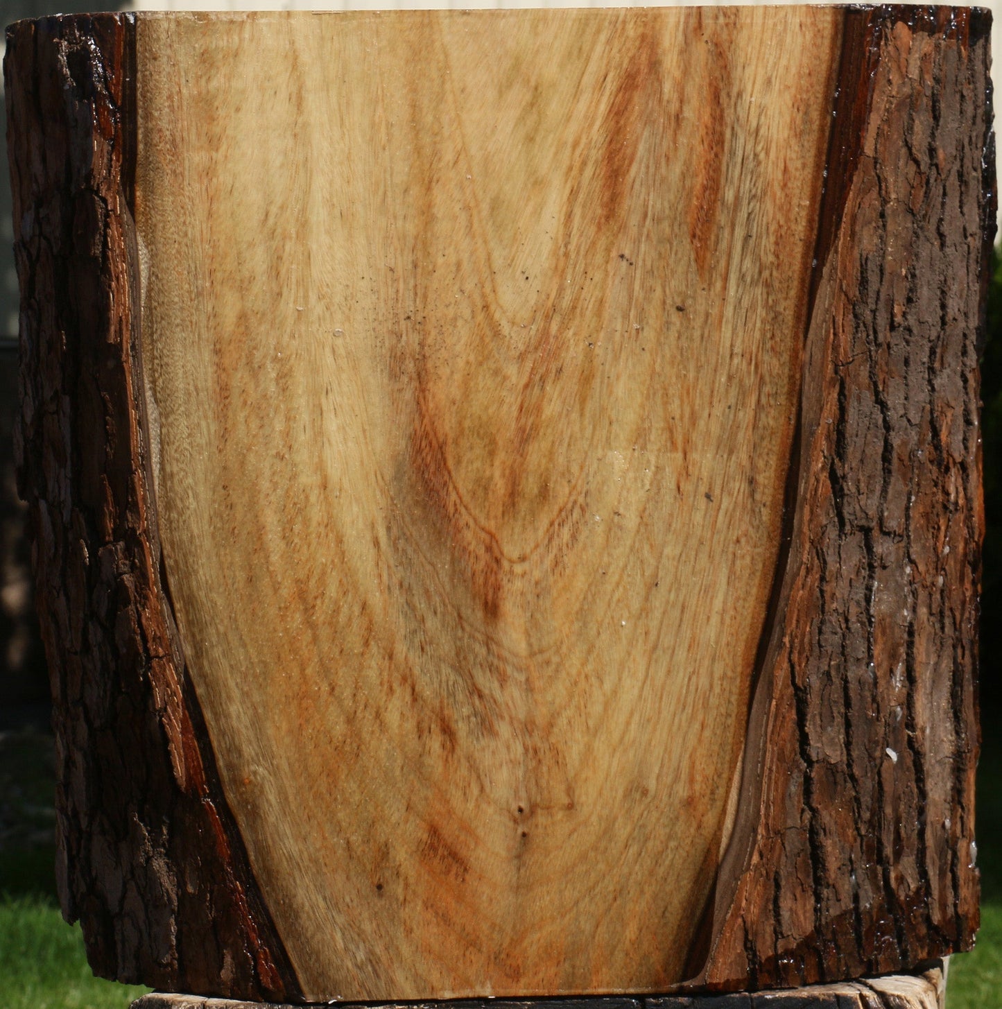Camphor Live Edge Bowl Blank