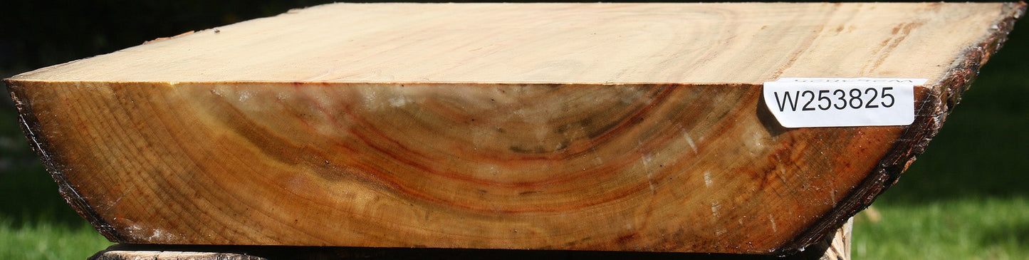 Camphor Live Edge Bowl Blank