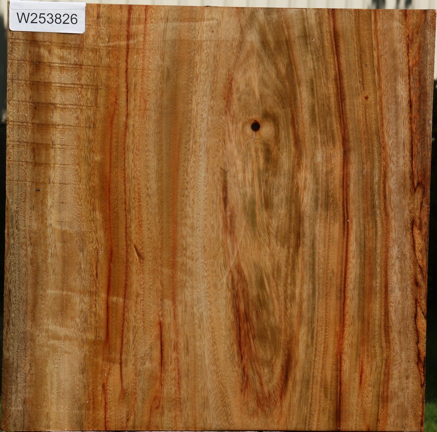 Camphor Live Edge Platter Blank