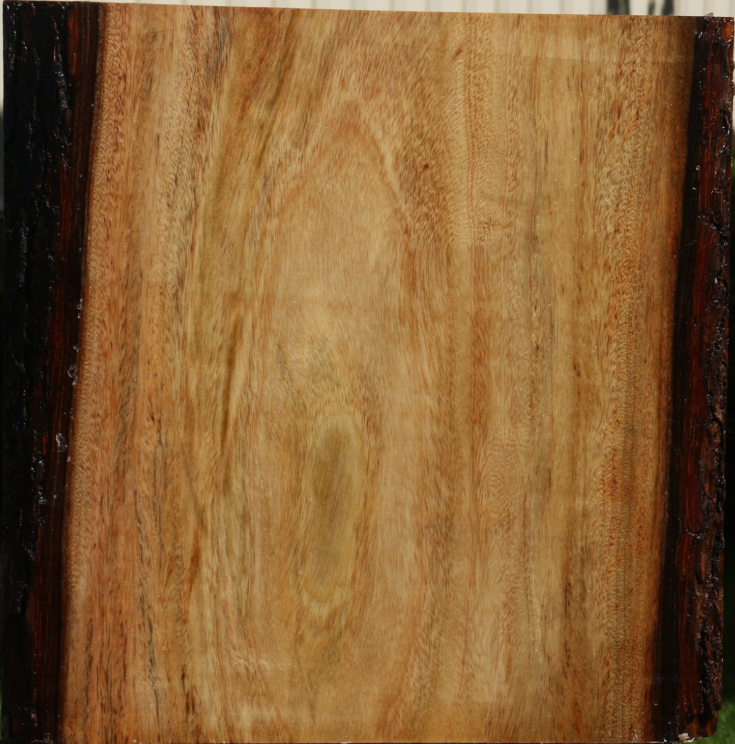 Camphor Live Edge Platter Blank