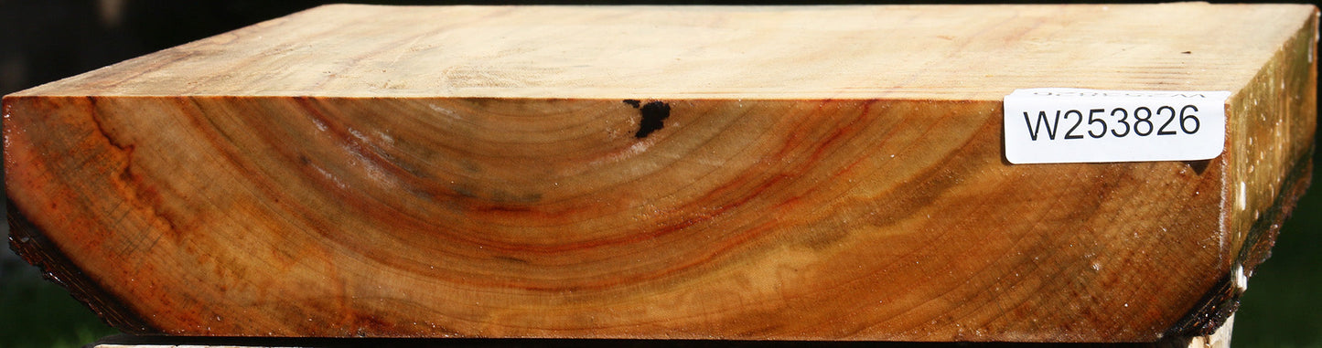 Camphor Live Edge Platter Blank