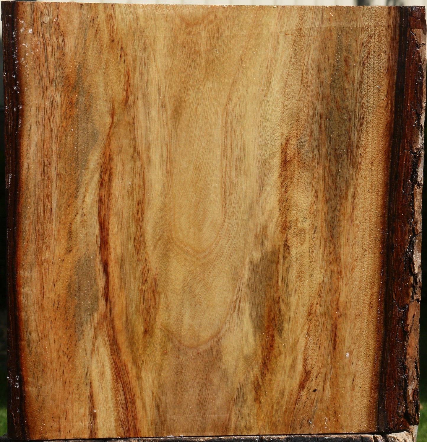 Camphor Bowl Blank