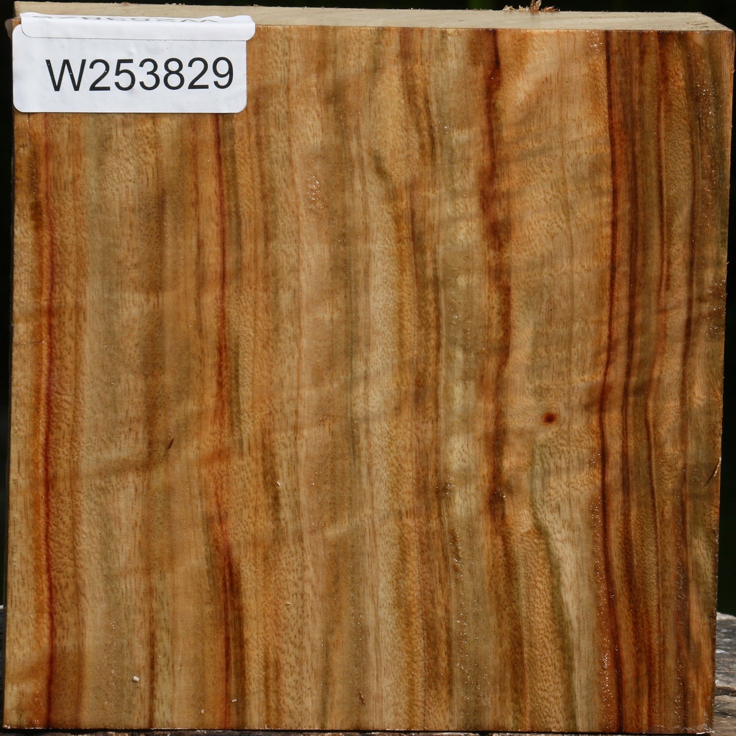 Figured Camphor Bowl Blank
