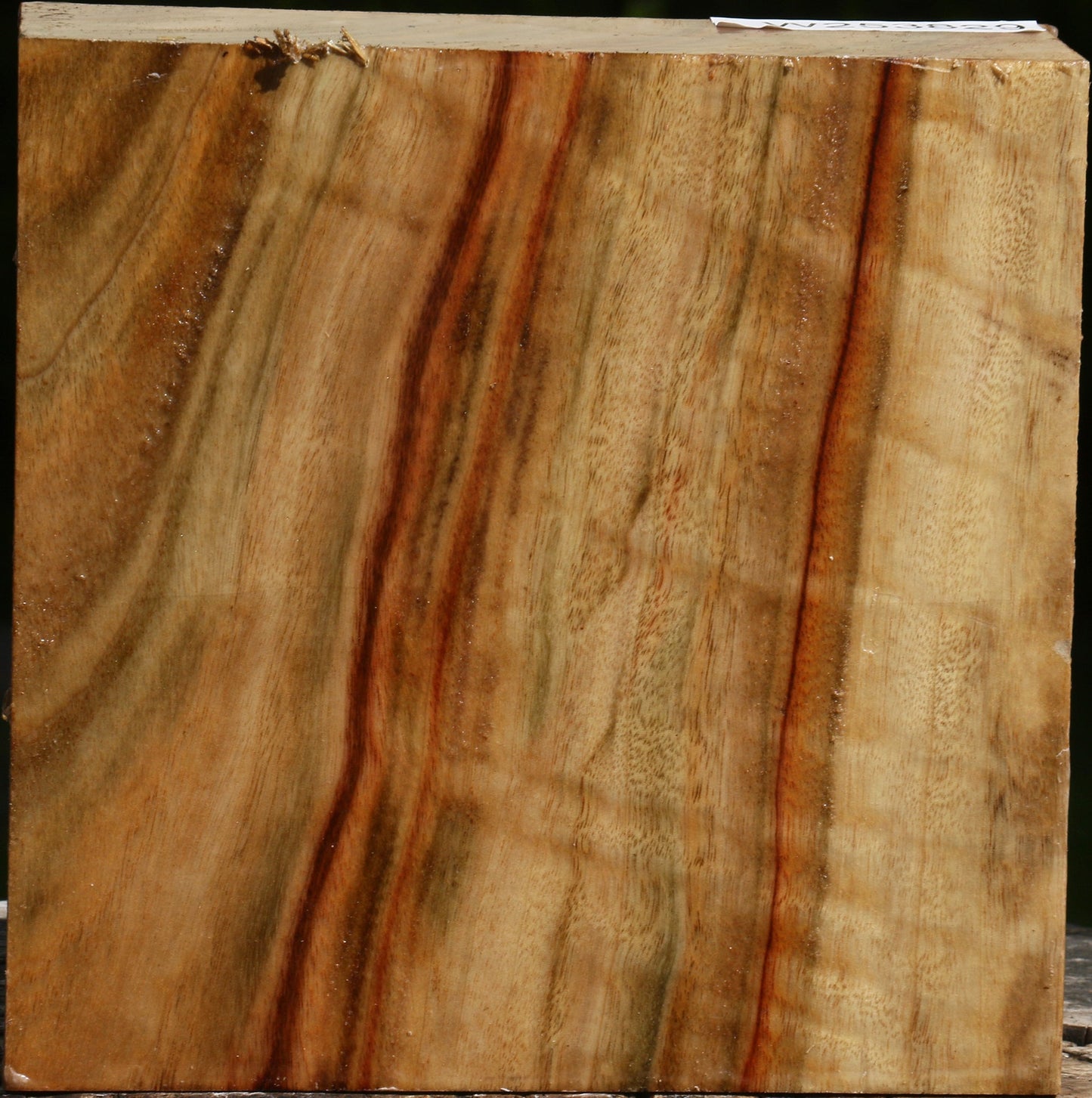 Figured Camphor Bowl Blank