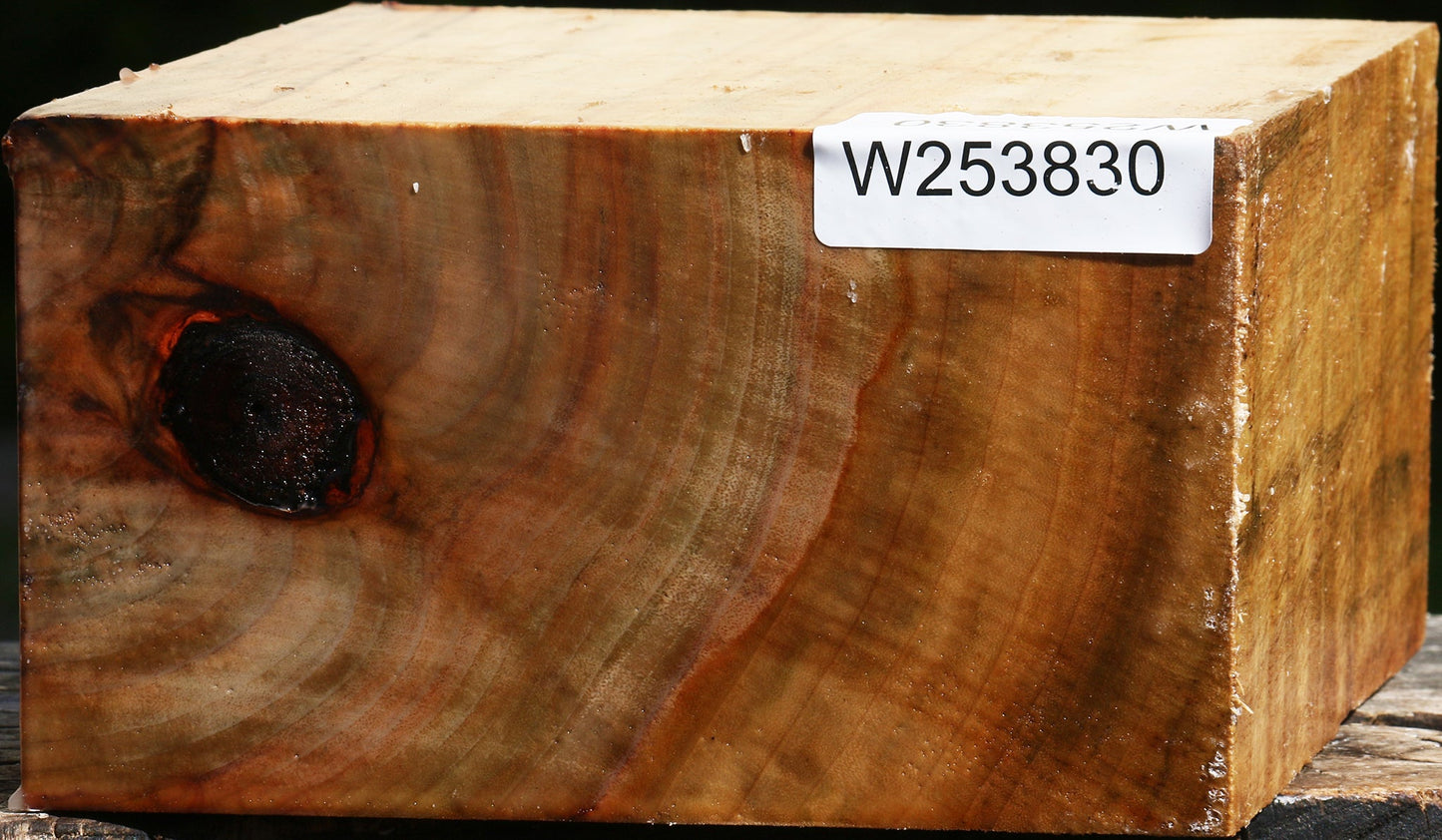 Figured Camphor Bowl Blank