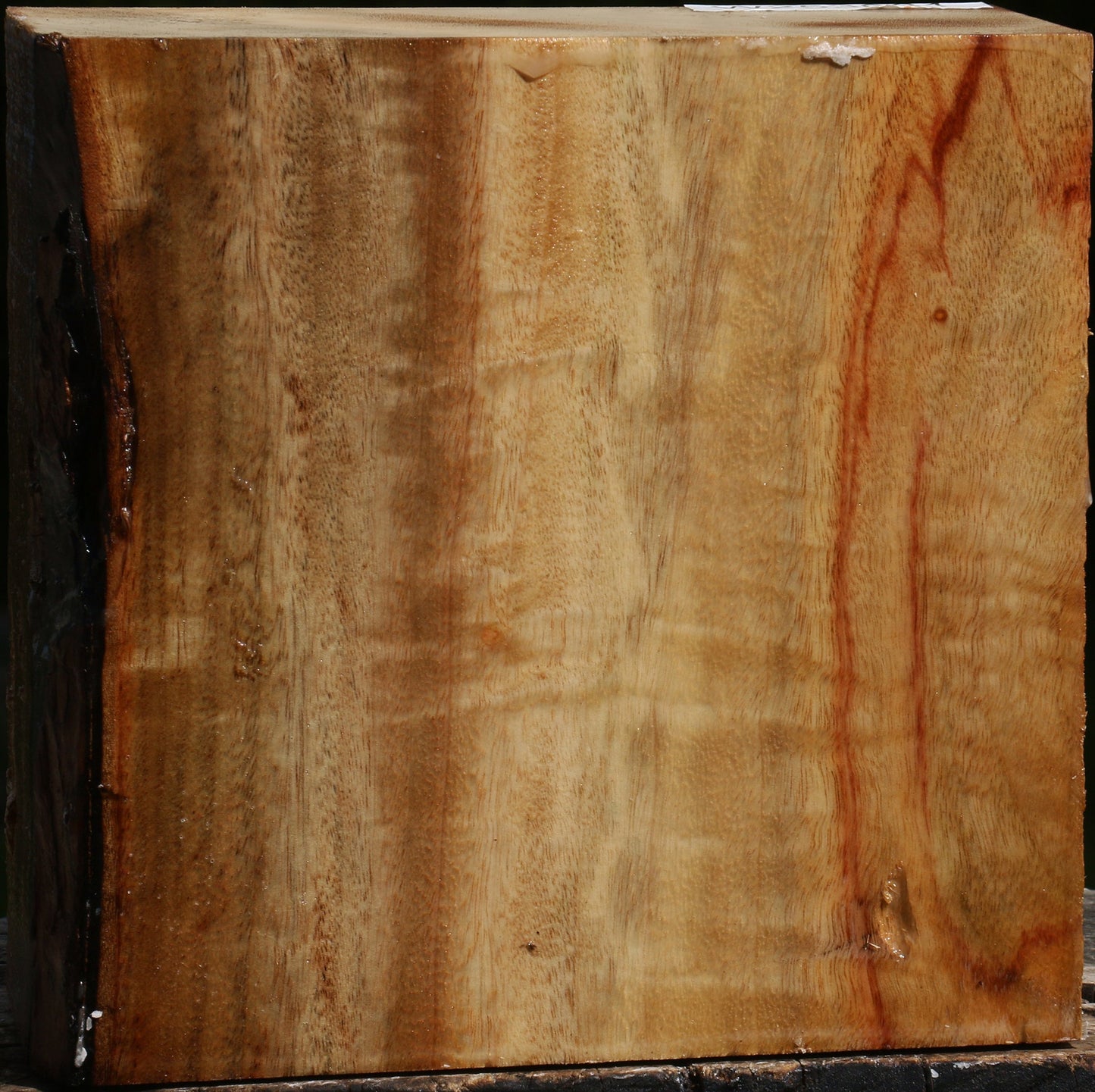 Figured Camphor Bowl Blank