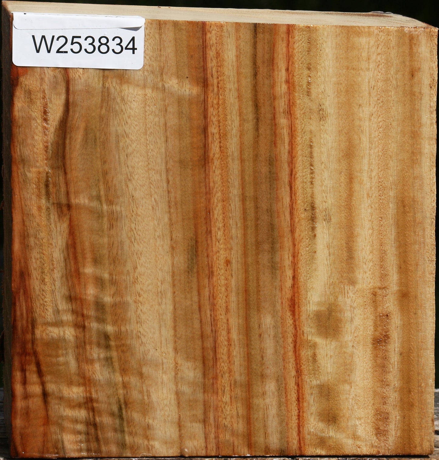 Figured Camphor Bowl Blank