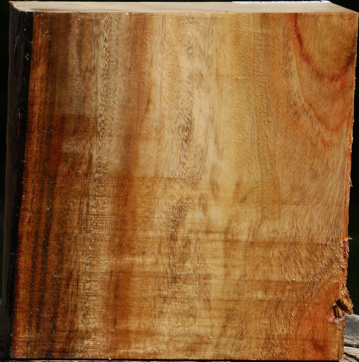 Figured Camphor Bowl Blank