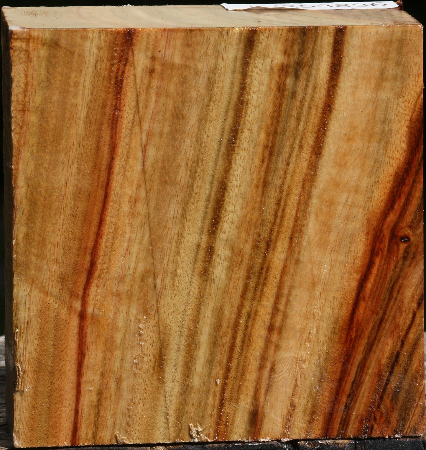 Figured Camphor Bowl Blank