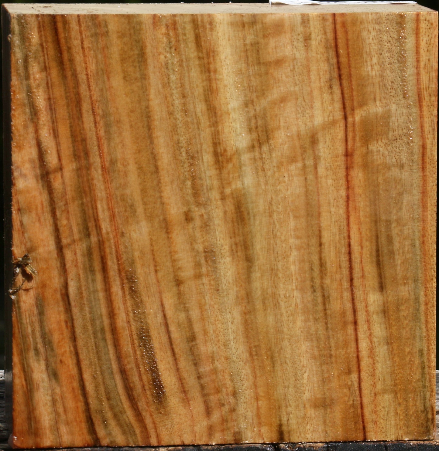 Figured Camphor Bowl Blank