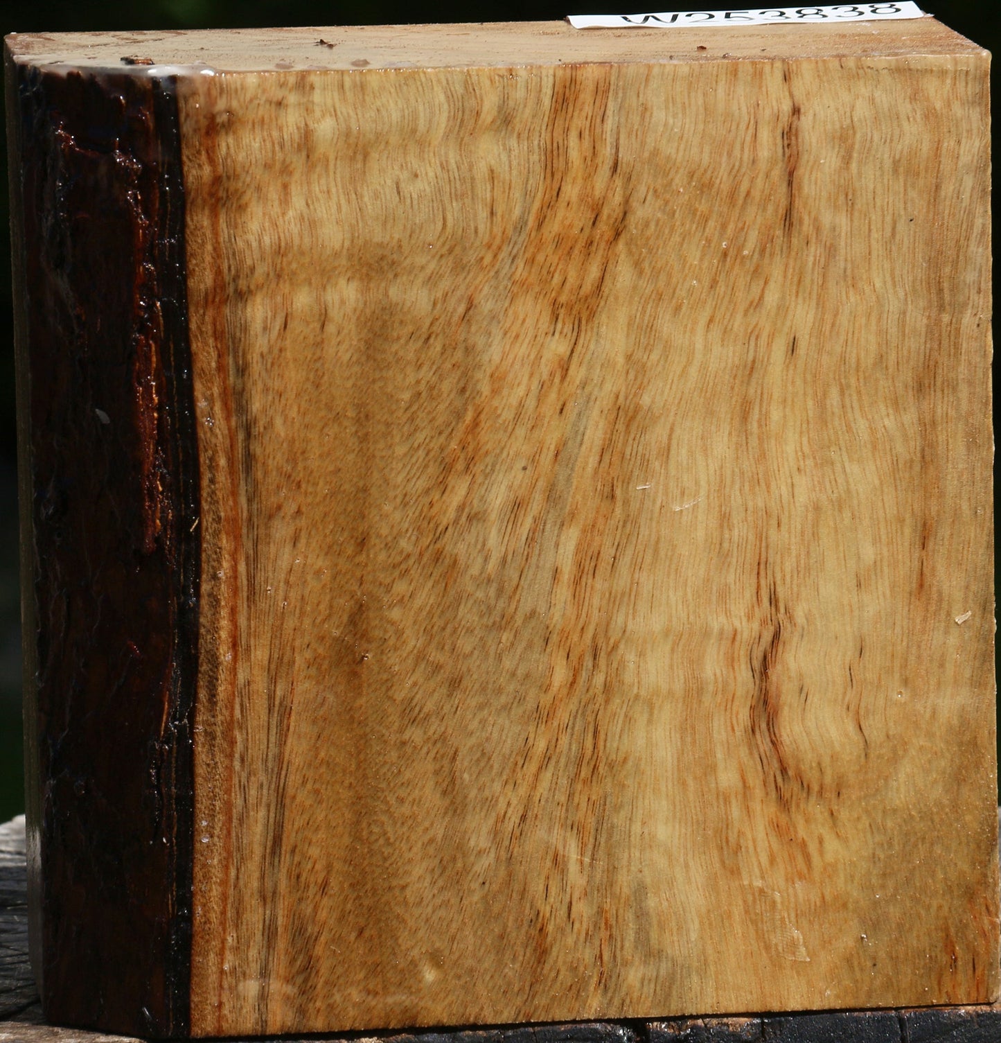 Camphor Bowl Blank