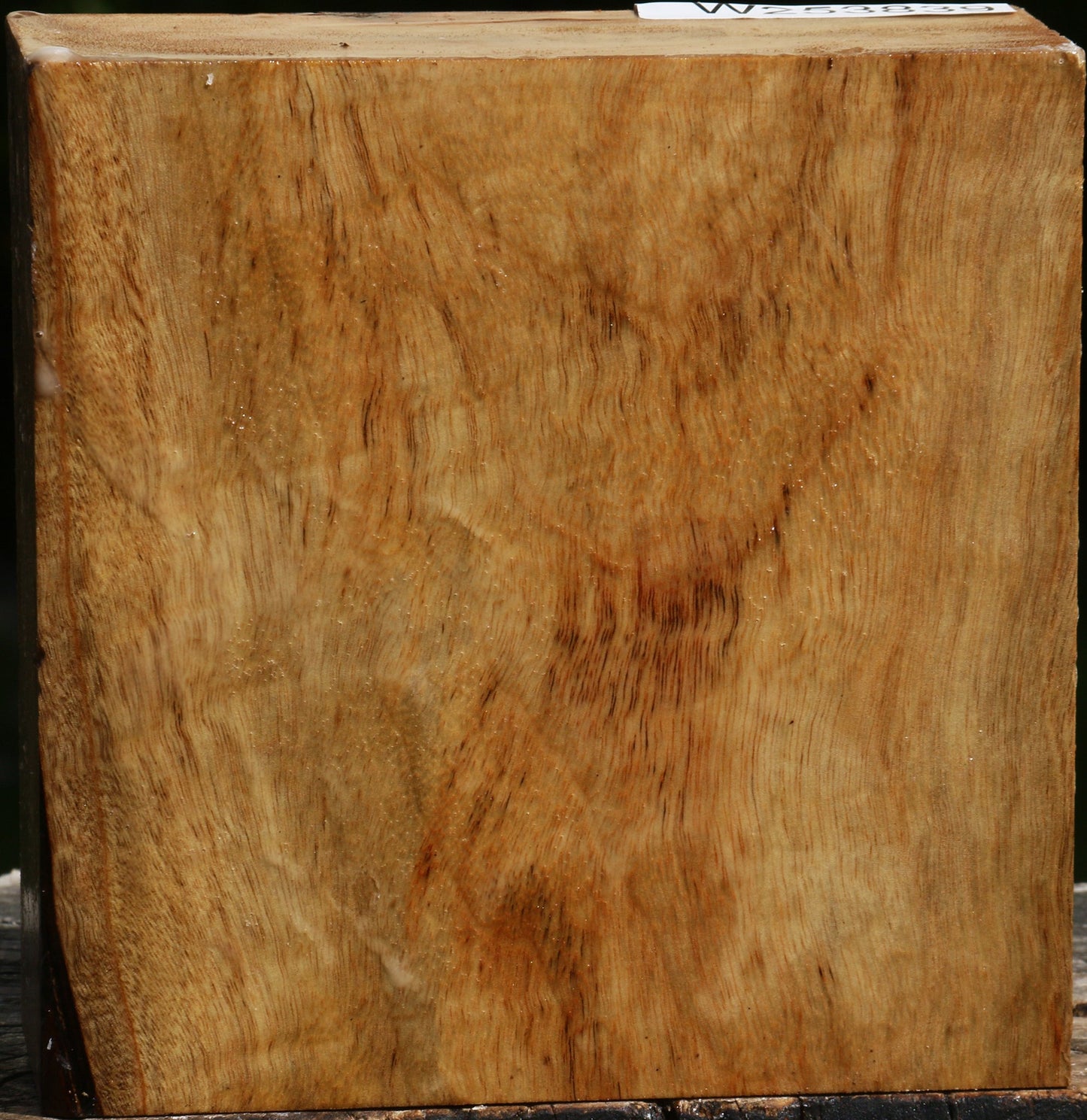 Figured Camphor Bowl Blank