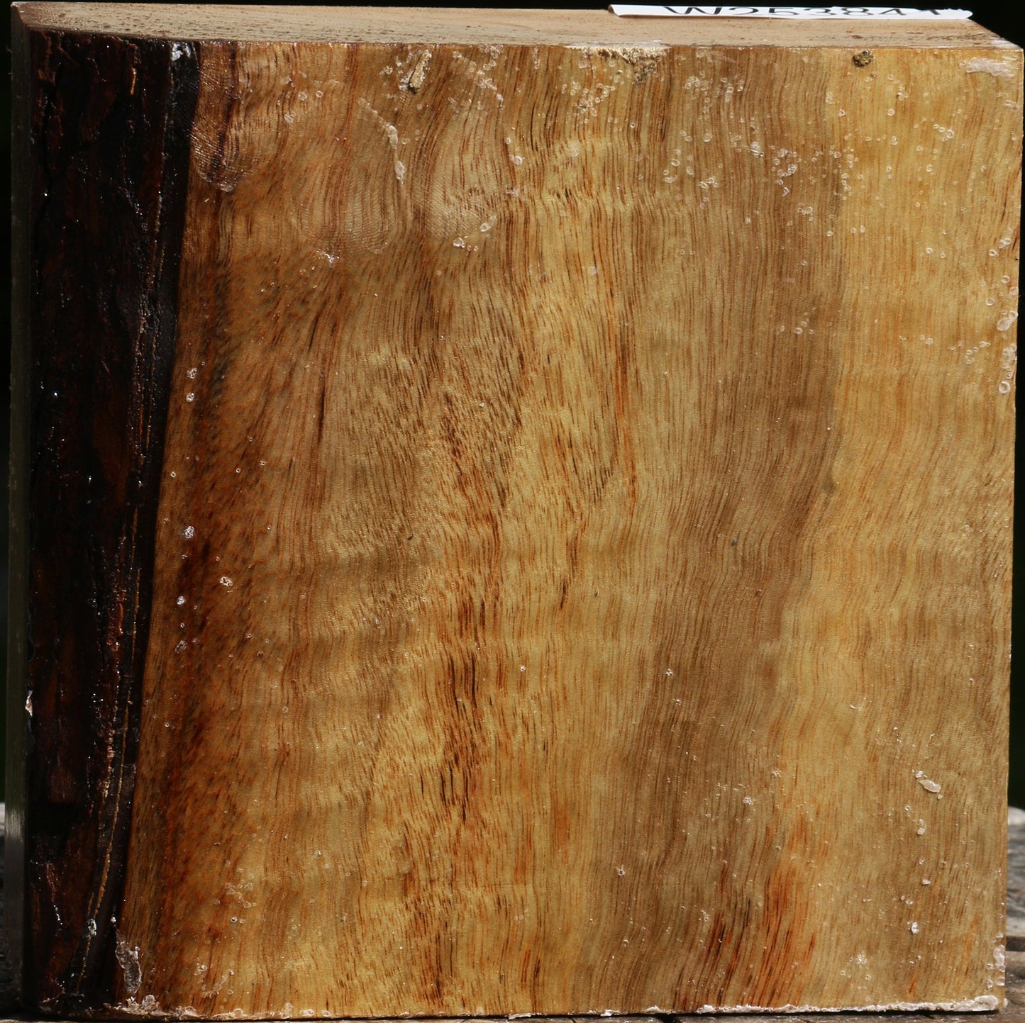 Figured Camphor Bowl Blank