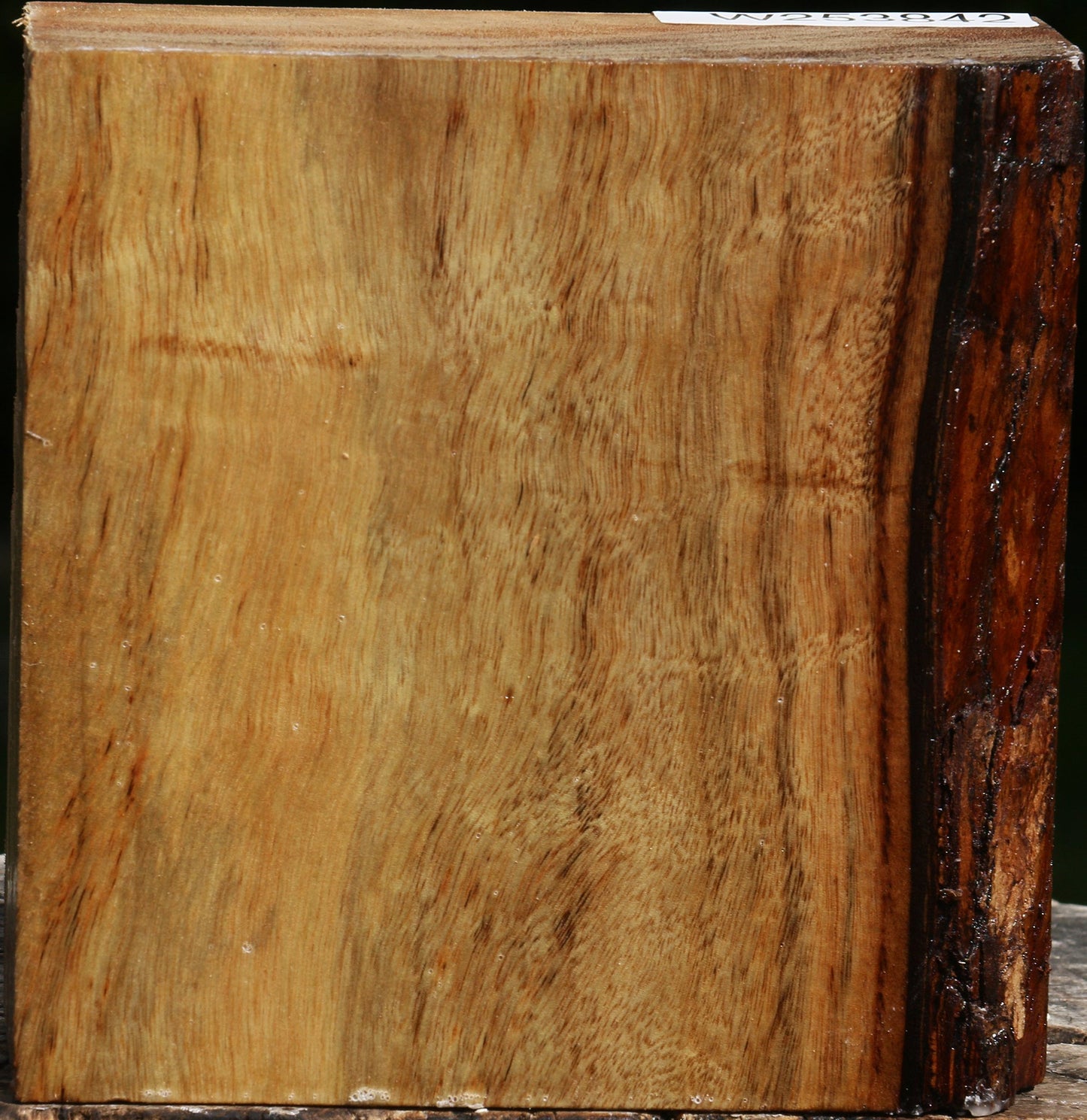 Camphor Bowl Blank