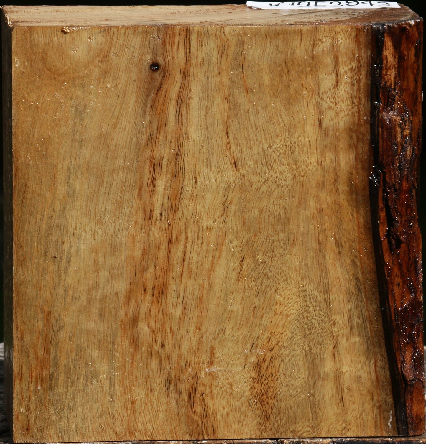 Camphor Bowl Blank