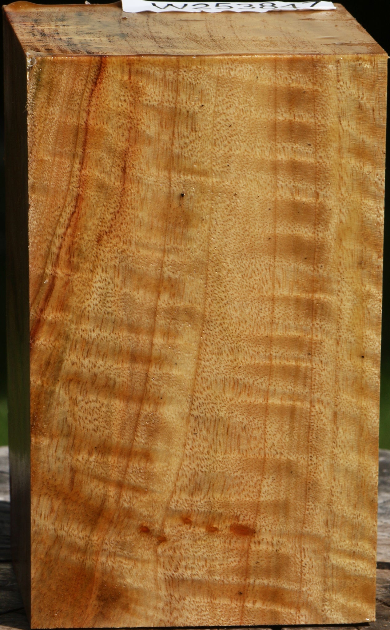 Extra Fancy Camphor Turning Square