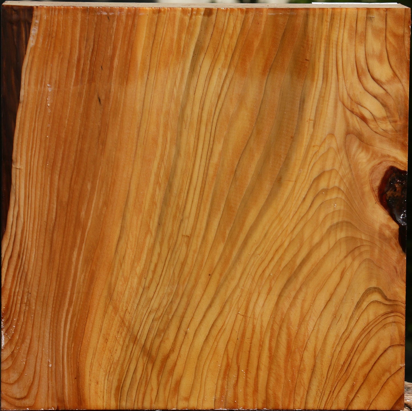 Cedar Of Lebanon Bowl Blank