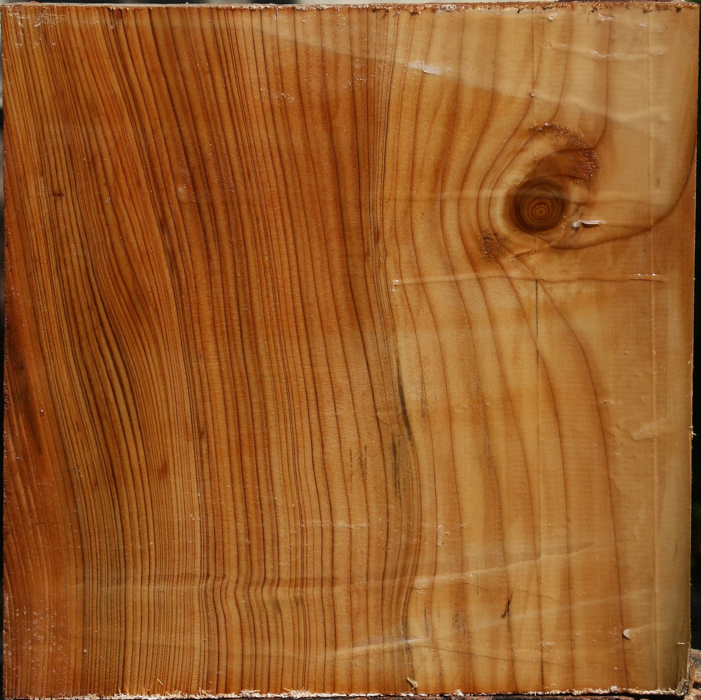 Cedar Of Lebanon Bowl Blank