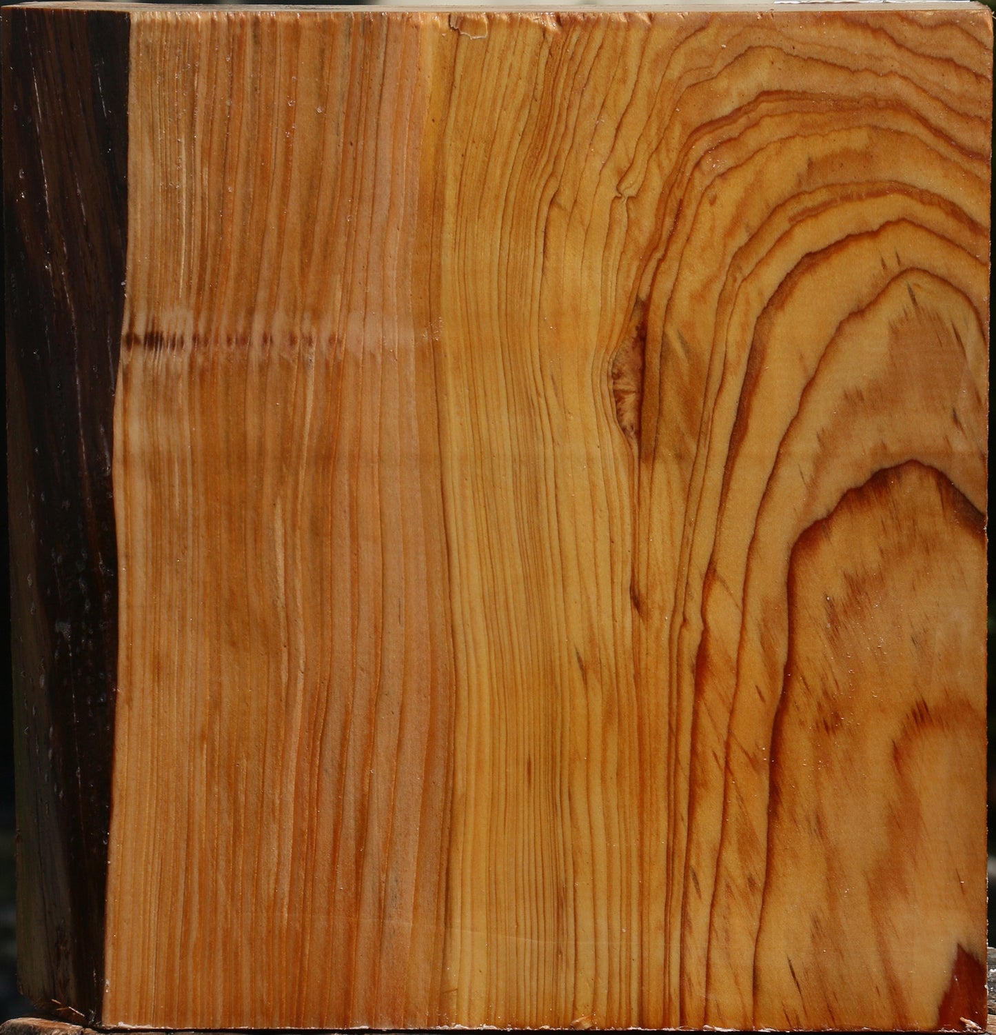 Cedar Of Lebanon Bowl Blank