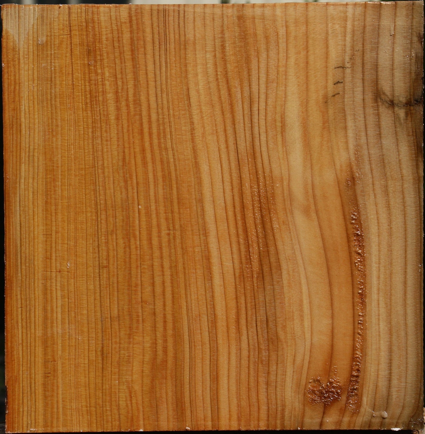 Cedar Of Lebanon Bowl Blank