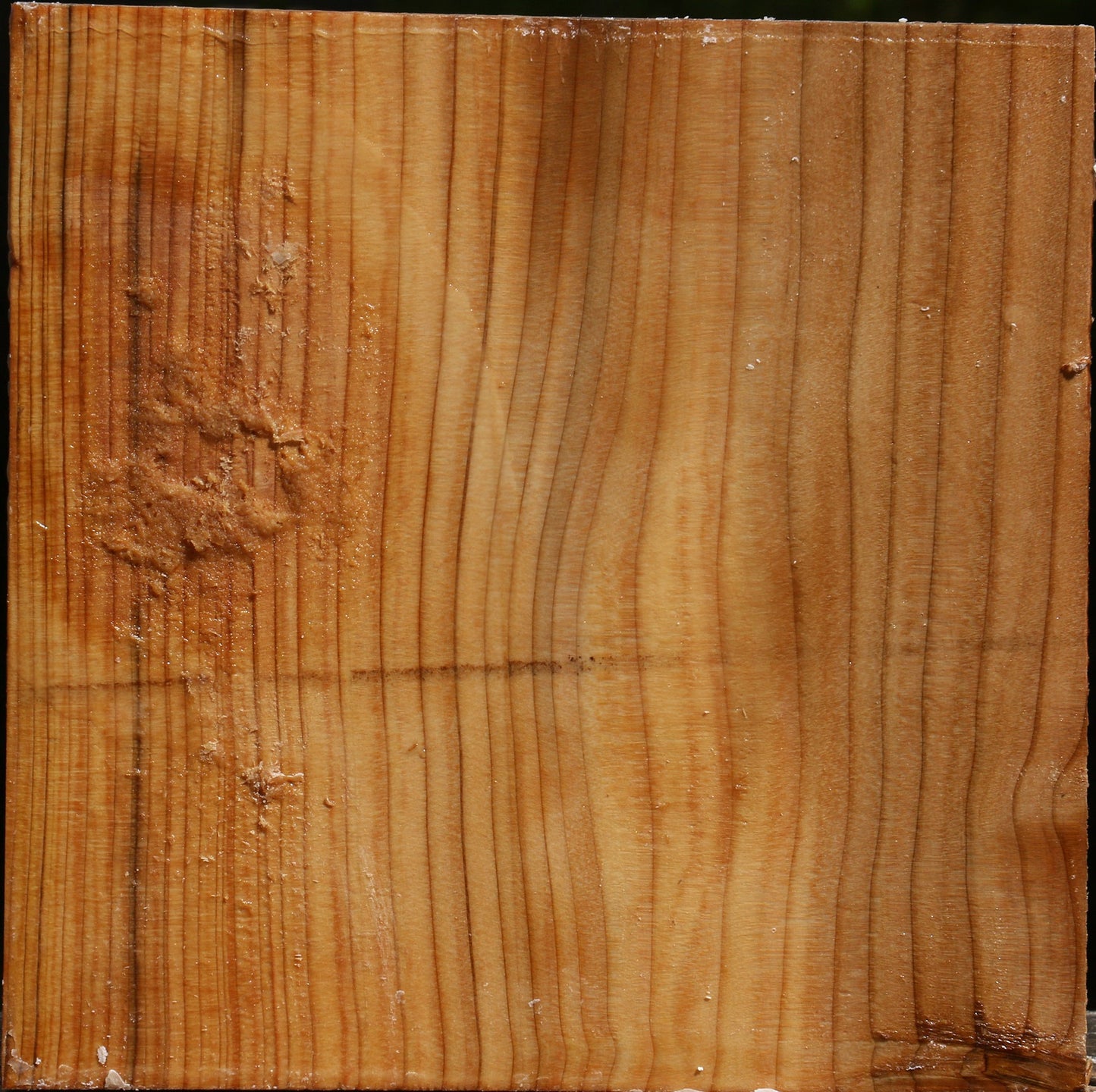 Cedar Of Lebanon Bowl Blank