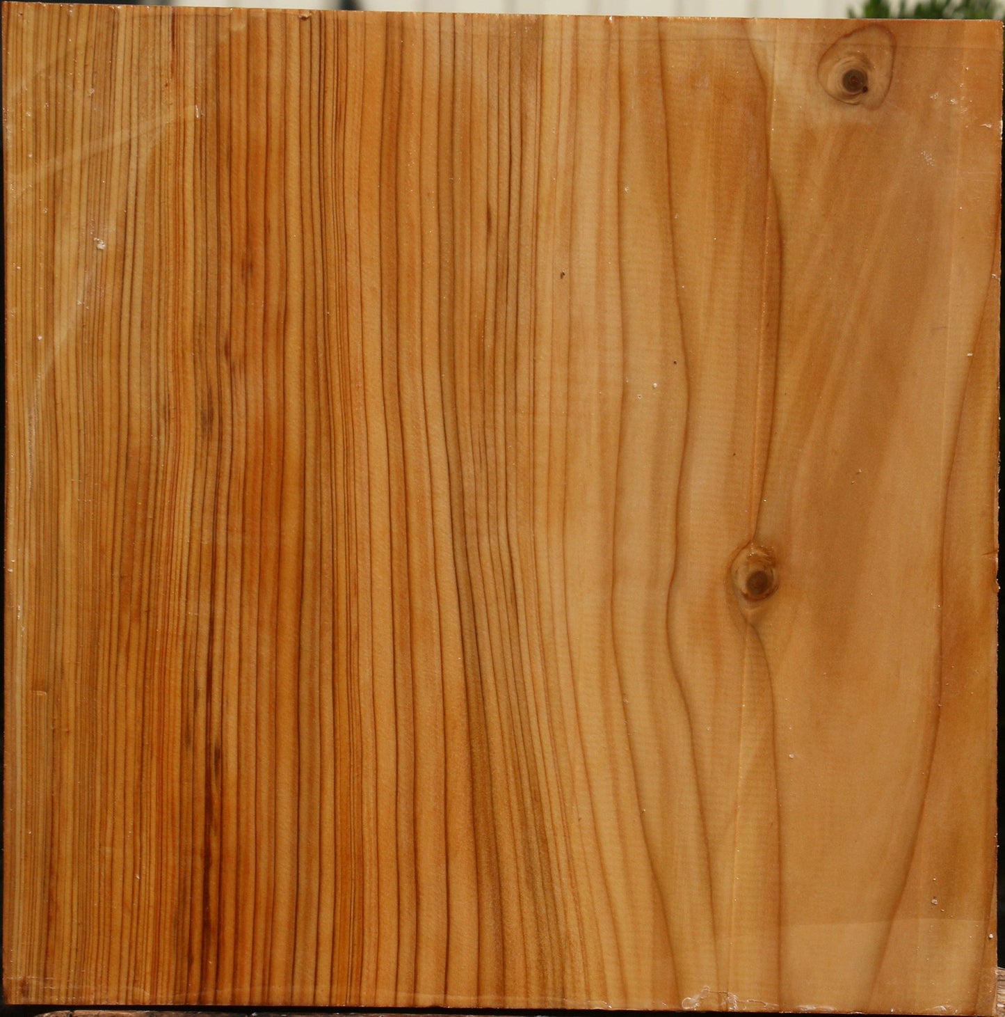 Cedar Of Lebanon Bowl Blank