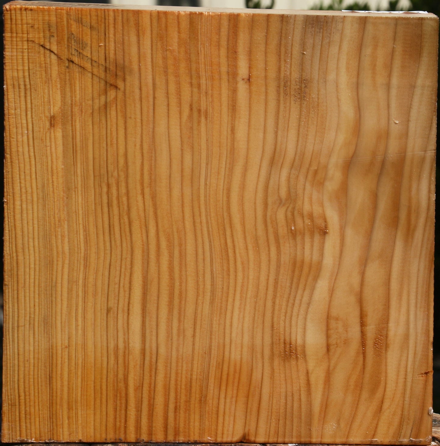 Cedar Of Lebanon Bowl Blank