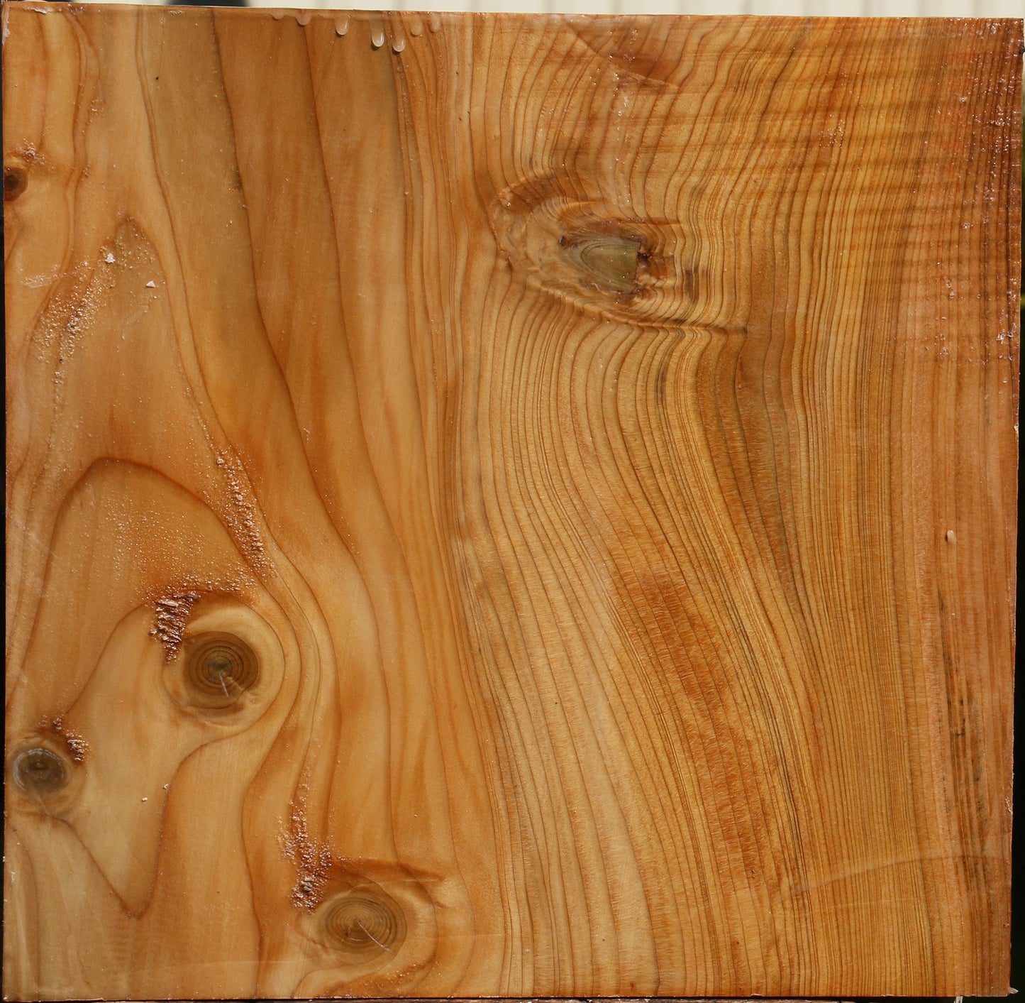Cedar Of Lebanon Bowl Blank