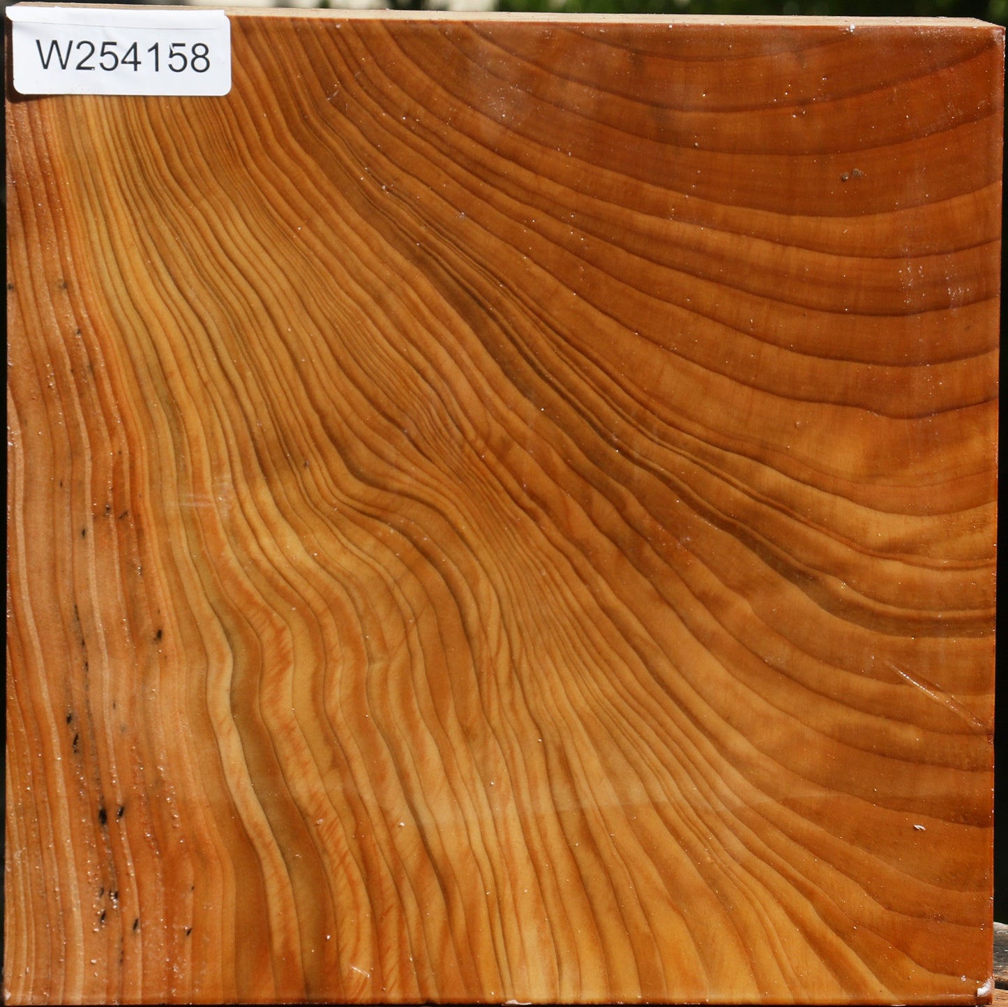 Figured Cedar Of Lebanon Bowl Blank