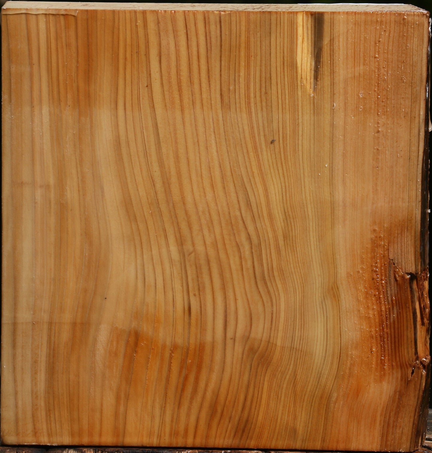 Quartersawn Cedar Of Lebanon Bowl Blank