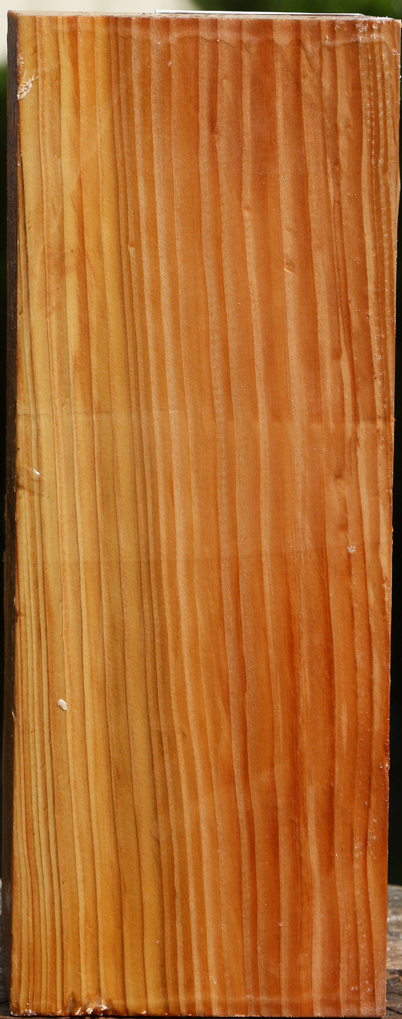 Cedar Of Lebanon Vessel Blank