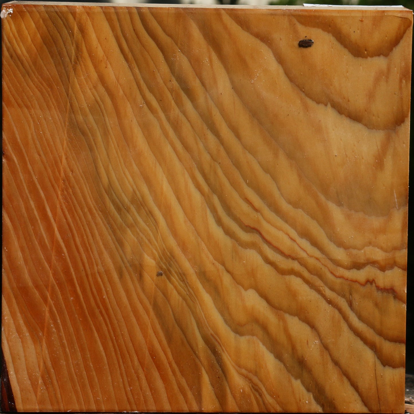 Cedar Of Lebanon Bowl Blank