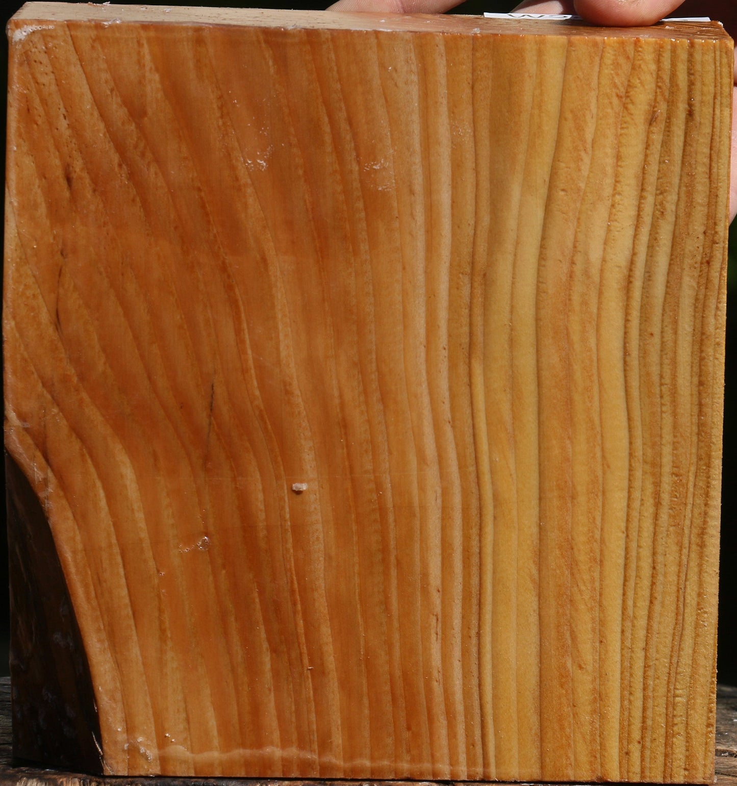 Cedar Of Lebanon Bowl Blank