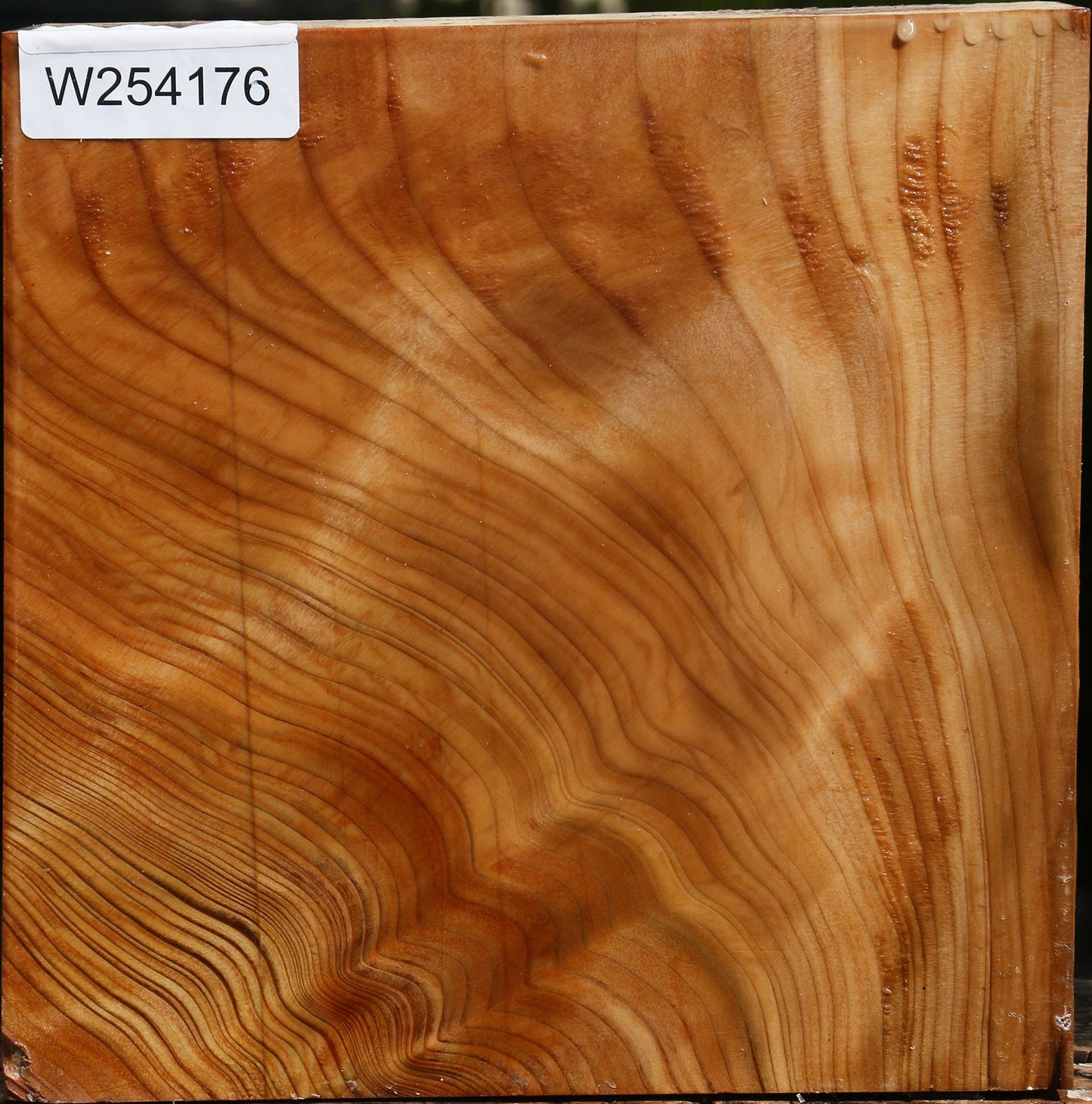 Extra Fancy Cedar Of Lebanon Bowl Blank