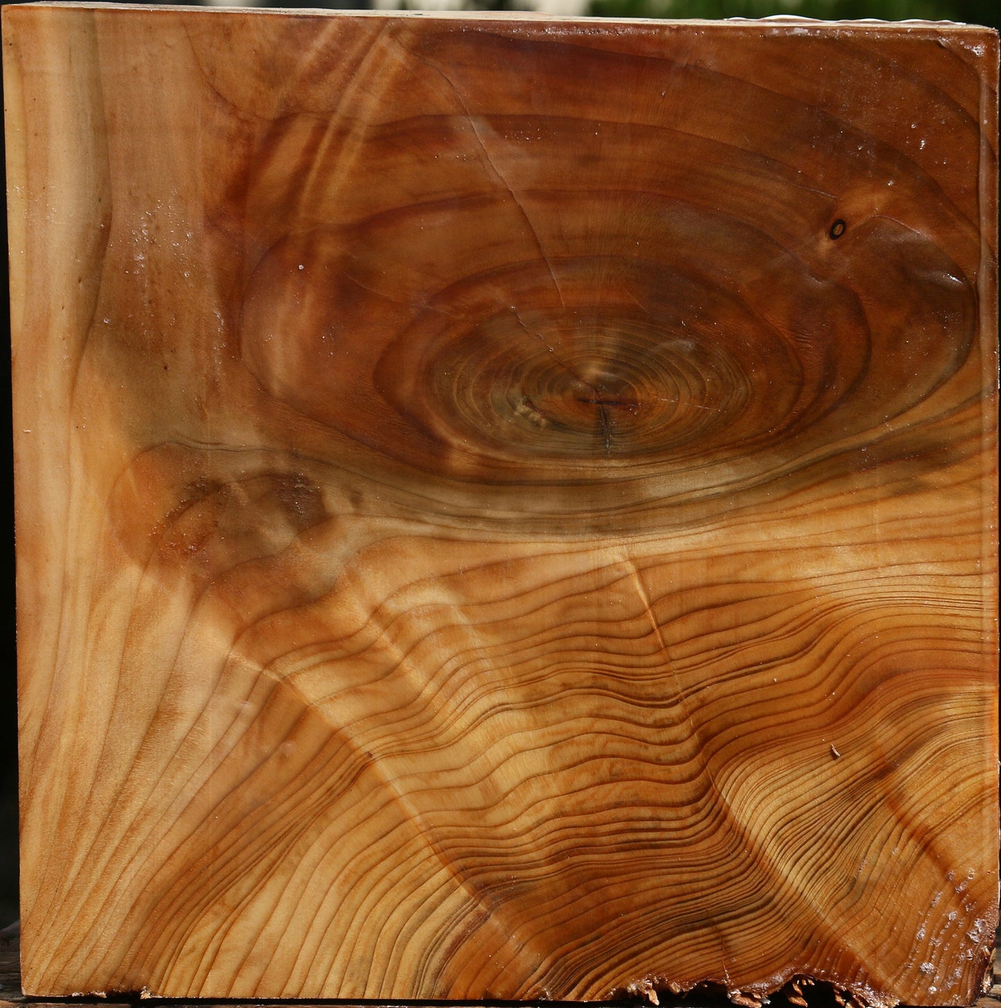 Extra Fancy Cedar Of Lebanon Bowl Blank