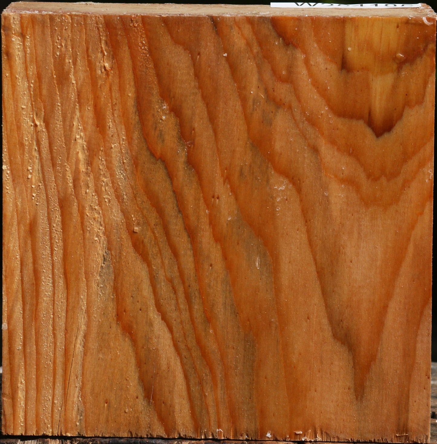 Cedar Of Lebanon Bowl Blank