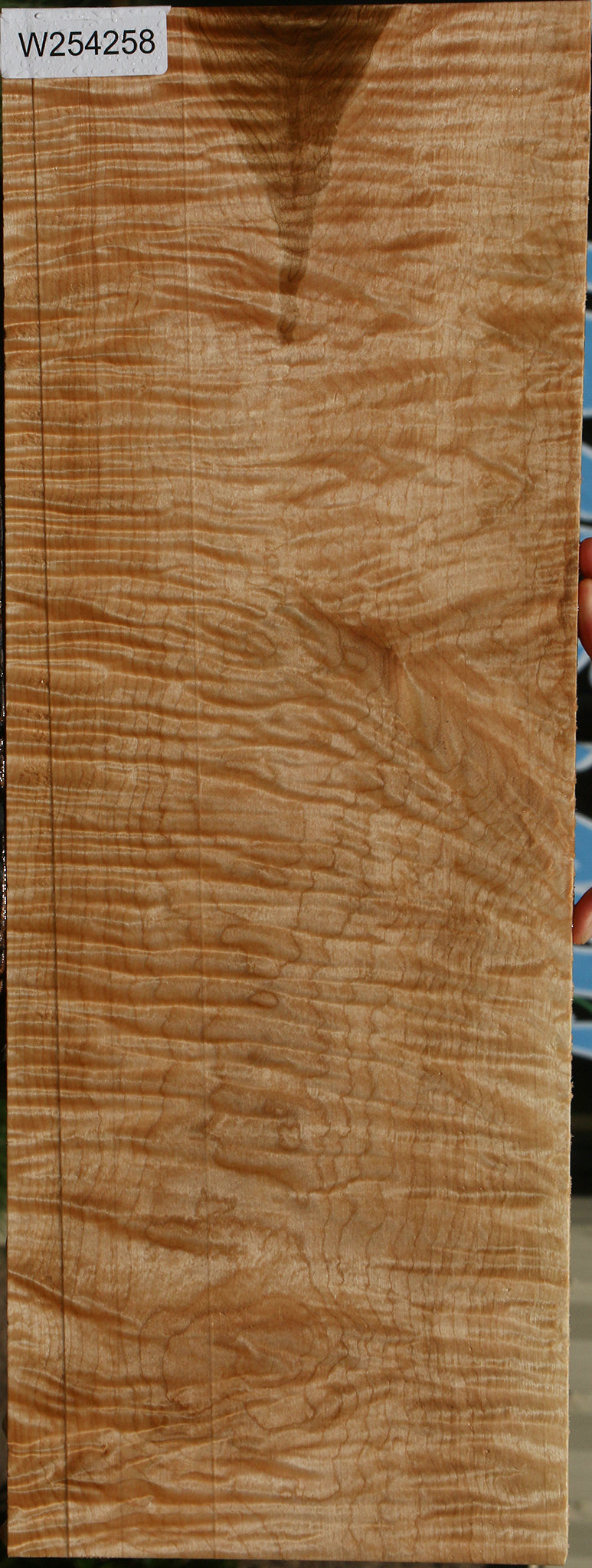 Exhibition Curly Eastern Red Maple Drop Top Billet