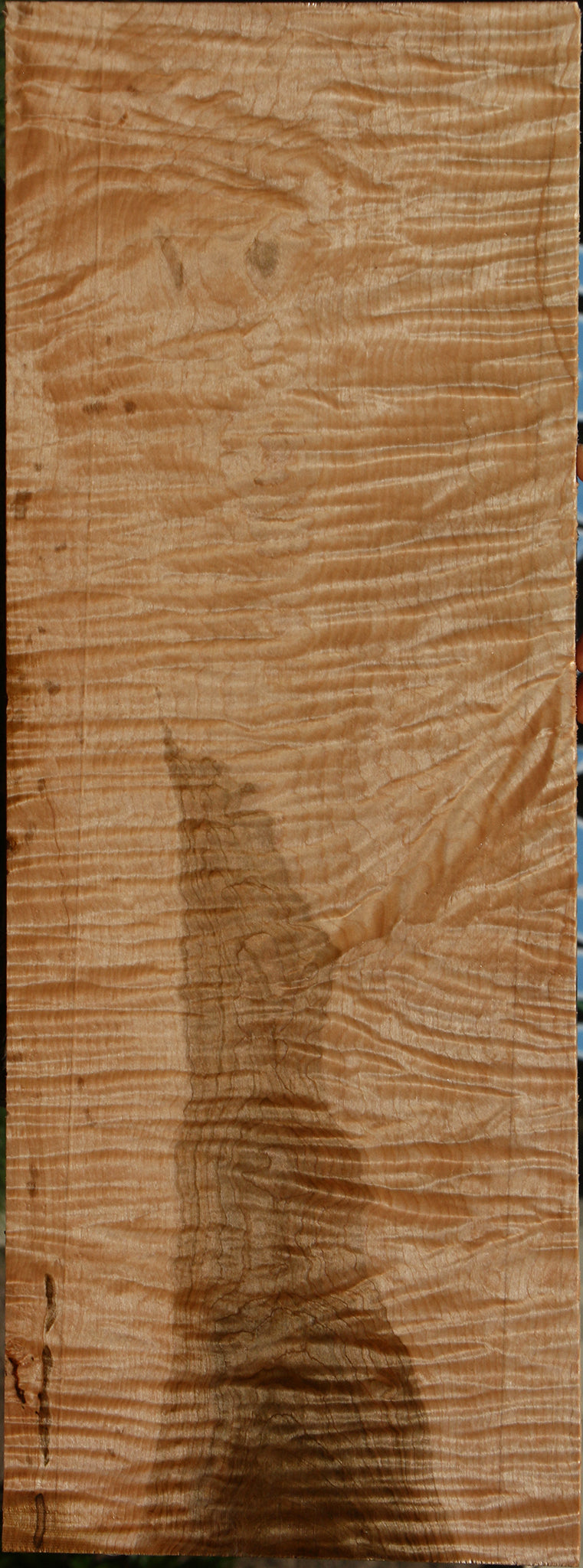 Exhibition Curly Eastern Red Maple Drop Top Billet