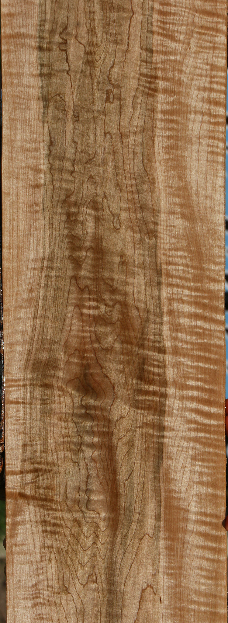 Extra Fancy Curly Ambrosia Maple Lumber