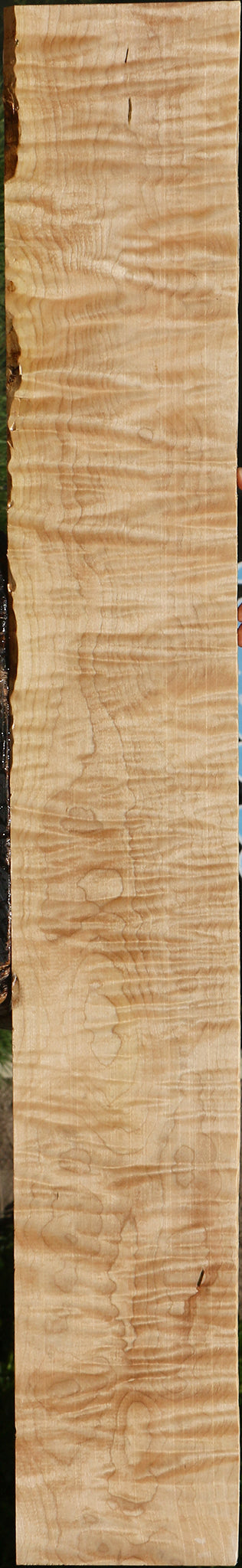 Extra Fancy Curly Eastern Red Maple Lumber