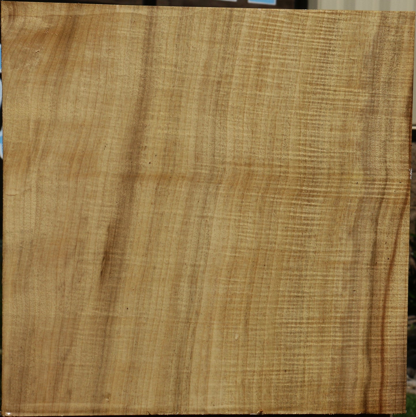 Extra Fancy Quartersawn Myrtle Bowl Blank