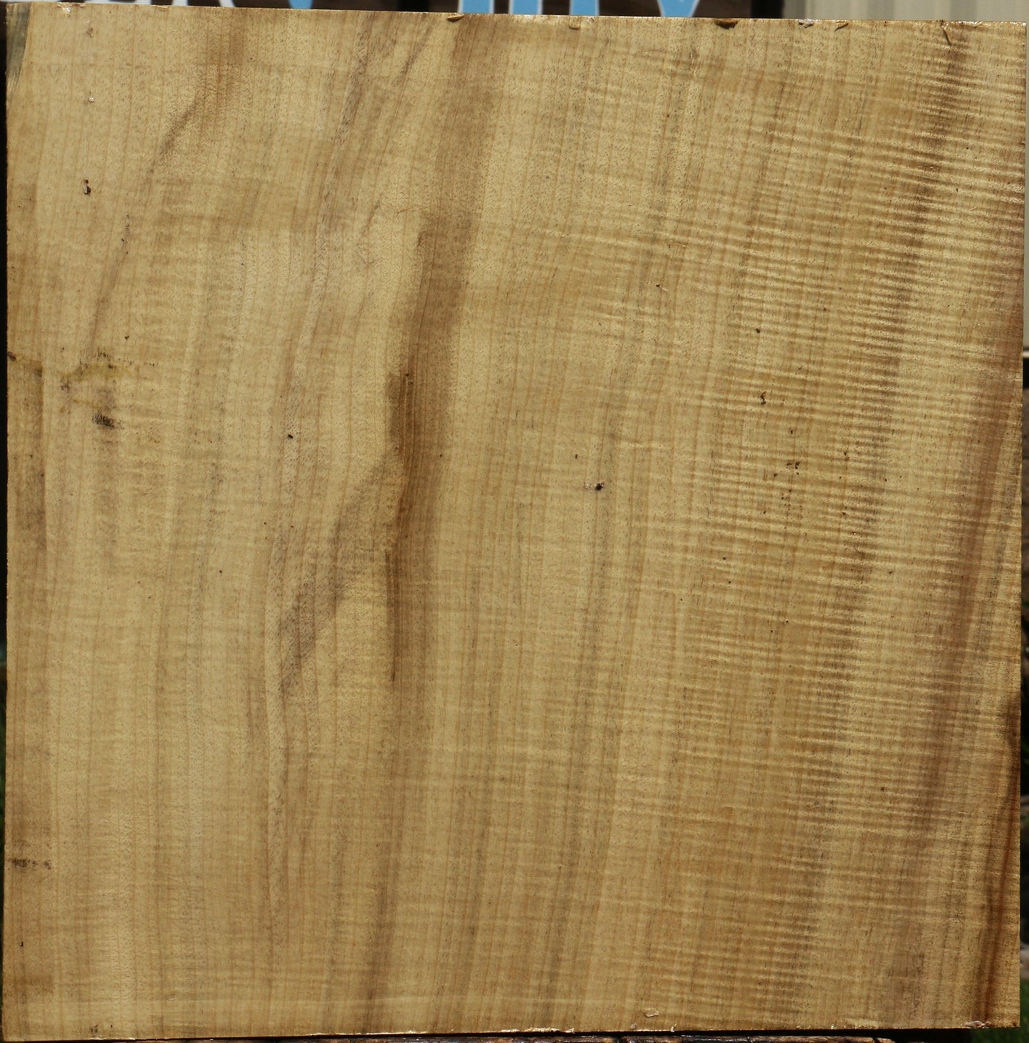 Extra Fancy Quartersawn Myrtle Bowl Blank